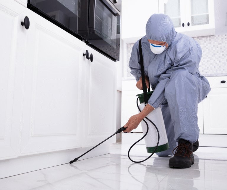 شركة مكافحة حشرات في عجمان