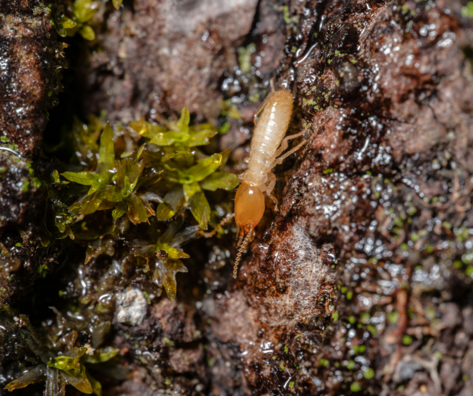 شركة مكافحة الرمة في العين
