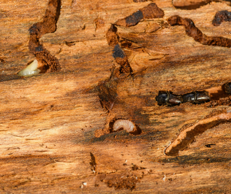 شركة مكافحة الرمة في ابوظبي