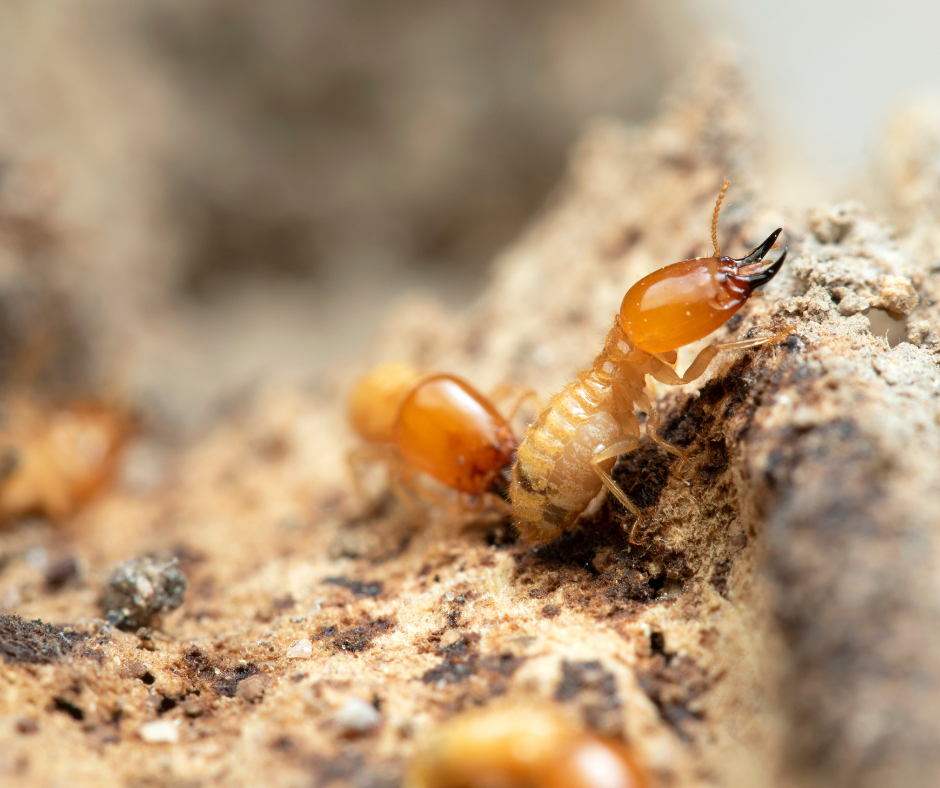 شركة مكافحة الرمة في راس الخيمة