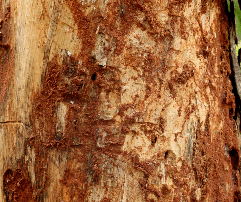 شركة مكافحة الرمة في ام القيوين