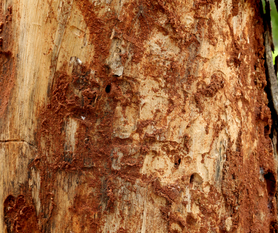 شركة مكافحة الرمة في ام القيوين